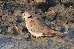 The Cape turtle dove, known elsewhere as the ring-necked dove is an abundant and widespread resident