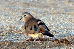 Emerald spotted wood doves are common in woodland and savannah
