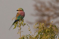 An old favourite, the lilac-breasted roller, shows up almost everywhere