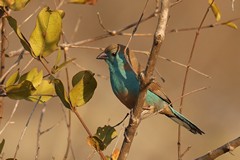 The blue waxbill is another common resident