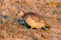 Crested francolins are a common and very noisy resident of more wooed areas