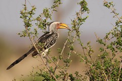 Southern yellow-billed horbills are commonly seen in dry bush and broadleaved woodlands