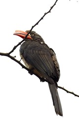 I was lucky to see this crowwned hornbill out in the open