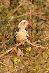 A southern red-billed hornbill. Smaller than the yellow-billed
