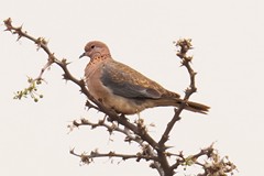 The laughing dove is abundant right across South Africa named after its 'uh hu hu huu hu' call rather like a soft laugh