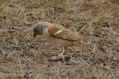 The Southern grey-headed sparrow is a common resident and breeds in holes in trees or poles