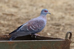The speckled pigeon is a common resident right across South Africa and Namibia