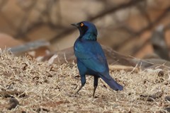 The Cape glossy starling likes mixed woodland and savannah and also quite arid areas