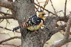 The crested barbet is common in  woodlands in Northern and North Eastern South Africa