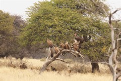 There is a vulture conservation project in Dronfield and as a result they are very easy to find and photograph