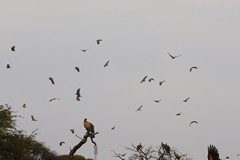 As the vultures are fed they gather in large numbers