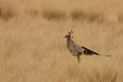 The secretary bird is a raptor, although it feeds on prey captured on the ground, including snakes, and many insects