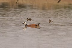A female South African Shelduck with chicks. Nests in holes in the ground, especially old aardvark burrows
