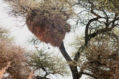 A gigantic weaver birds communal nest