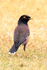 A common mynah. Introduced from Asia in Durban, Range is expanding