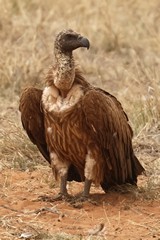 Adult white-backed vulture Now endangered throughout Africa