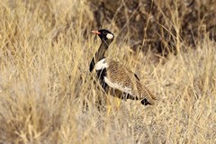 The northern black korhaan is a common resident of karoo grassland and semi arid savannah