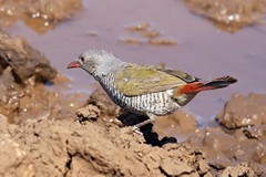 The green-winged pytilia is often the brood host of the long-tailed paradise whydah