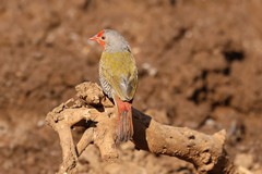 The male green-winged pytilia has the red forehead and throat