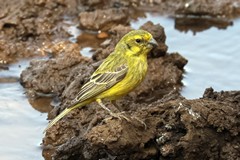 The yellow canary is often seen in large flocks and with other seed eaters such as sparrows and queleas