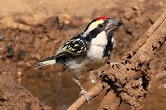 This is an adult acacia pied barbet. Juveniles lack the red forehead