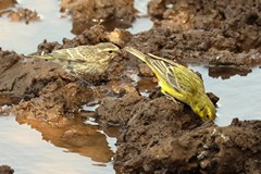 Yellow canaries are strongly dimorphic as caan be seen here. The male has all the colour