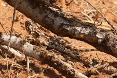 A lizard of some sort