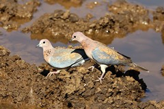 Laughing doves