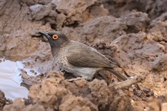 African red-eyed bulbul, and yes they often have a yellow eye ring