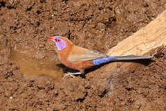 Male violet-eared waxbill. Pairs stay together all year round