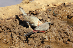 A pair of black-faced waxbills. Common in arid savannah but needs ready access to water
