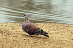 A speckled pigeon. its name derives from its spotted wing coverts. It is a common resident