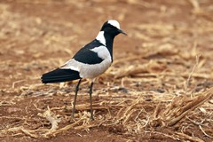 The blacksmith lapwing enjoys wetland edges and the surrounding savannah