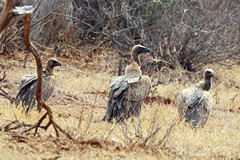 A trio of white-backed vyultures. White is visible as a patch on the lower back when in flight