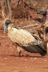 Cape vulture. They are under sever threat from poisoning, overhead power lines and food shortages