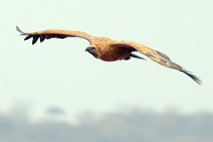 A Cape vulture giving us a fly past