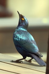  Cape glossy starling