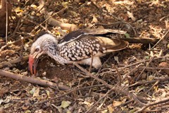 The southern red-billed hornbill is fairly common but does not extend as far west into the desert areas as the yellow-billed 