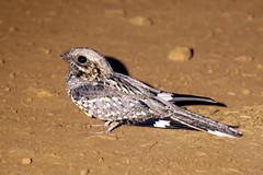 Good capture by torchlight. My best guess is a rufous-cheeked nightjar. A fairly common migrant