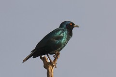 The eye of the Cape glossy starling seems to vary between straw-yellow in juveniles and  yellow-orange in adults