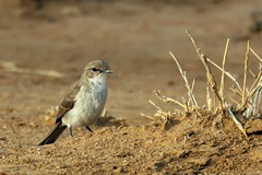 The marico flycatcher is a bird of the arid thornveld