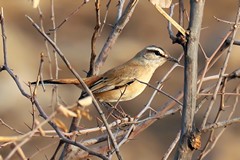  Kalahari scrub robin. Often forages on the ground and holds its tail cocked