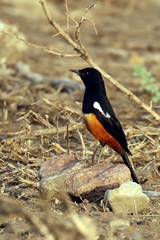 The mocking cliff-chat likes to imitate the sounds of other birds