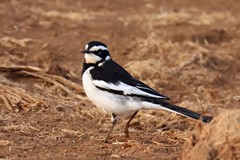 The only black and white wagtail in South Africa, the African pied wagtail is common near water bodies