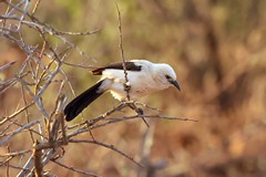 The southern pied babbler is highly sociable, living in groups of three to fifteen