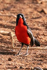 Crimson-breasted shrikes are also known as gonoleks or boubous