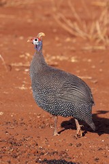 A helmeted guineafowl