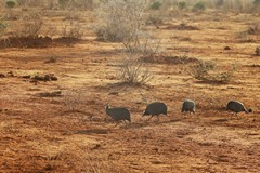 The crested guineafowl in a common and very noisy resident, quick to give alarm calls, and flocks can number in the hundreds