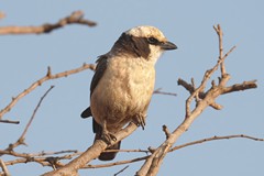 Groups of up to ten southern white-crowned shrikes are common in dry savannah woodland