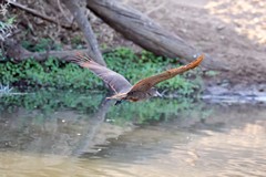 In Zulu folklore the hammerkop or lightning bird is said to bring thunder and lightning with its wings and talons